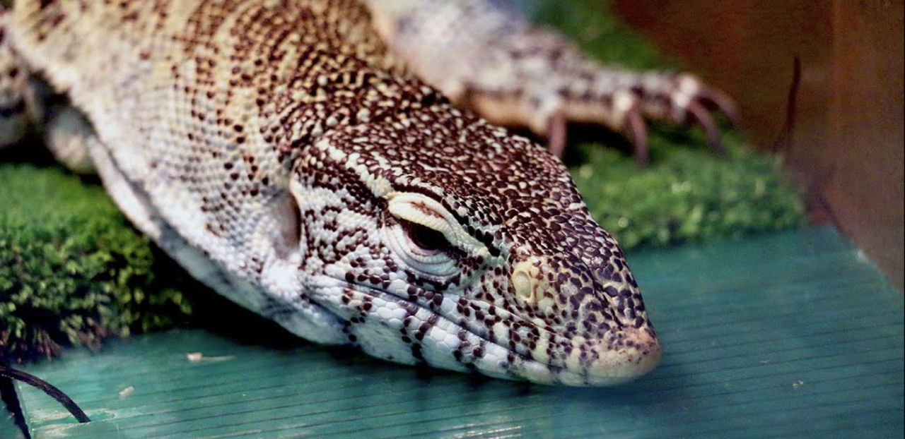 В Италии обнаружен подпольный серпентарий: использовали рептилий для запугивания жертв.
