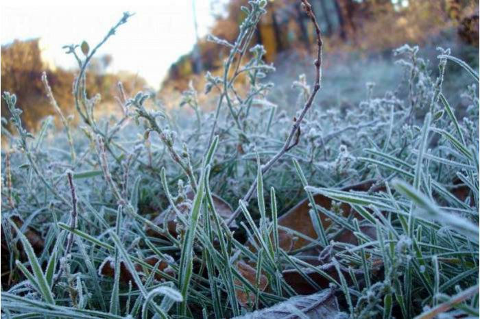 Метеопредупреждение в связи с заморозками продлено: ожидается до -2°C.