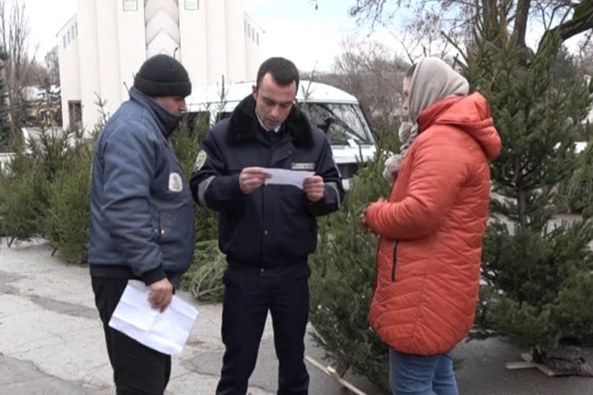 Экологи проверяют происхождение елок на базаре.