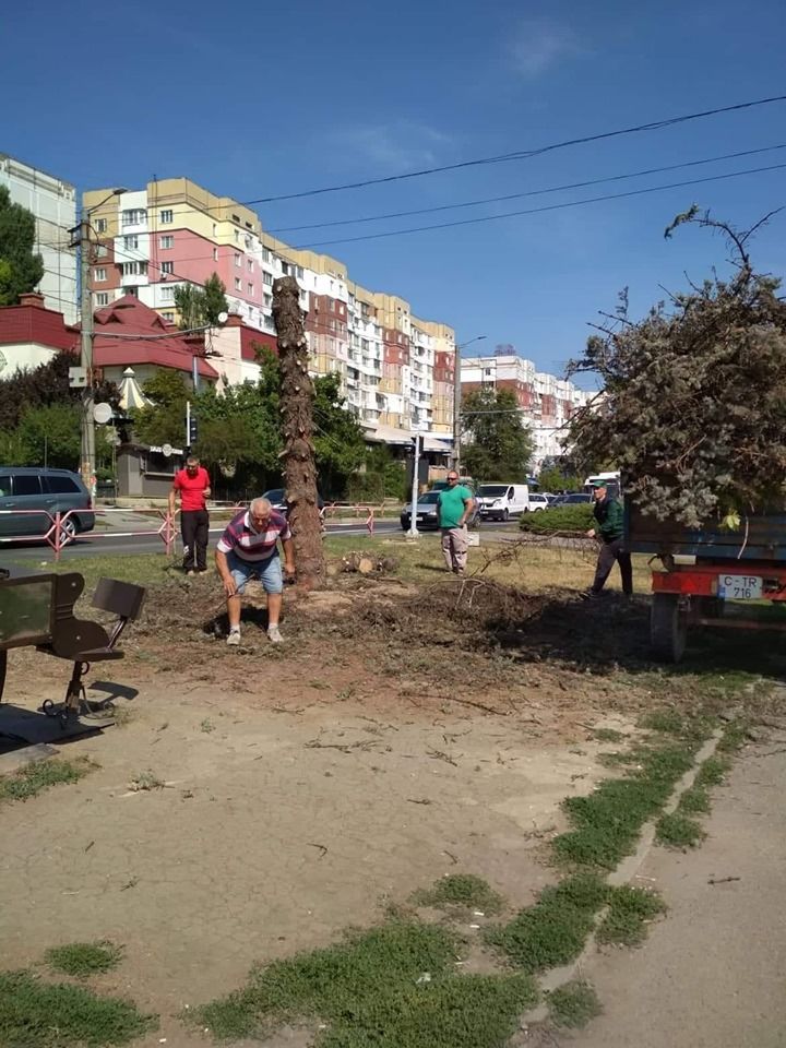 На Чеканах засохла пересаженная с Рышкновки голубая ель.