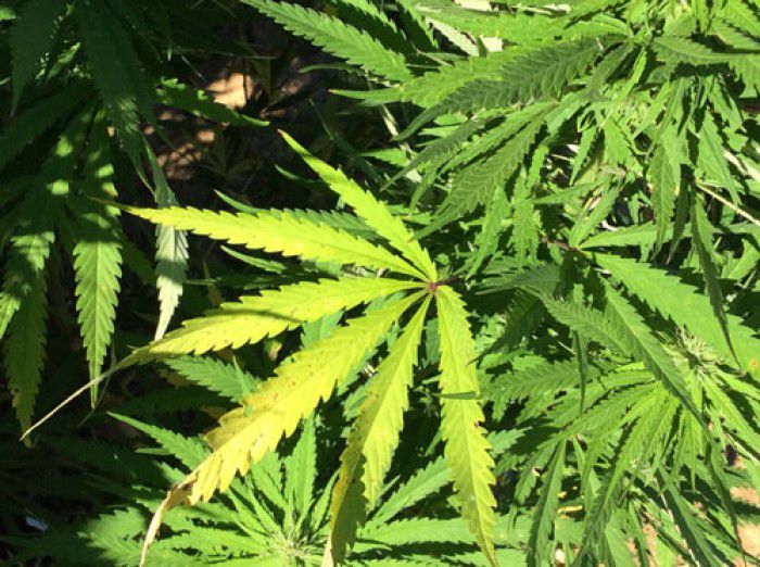 Opt kg de marijuană au fost depistate la domiciliul unui bărbat din Basarabeasca. Foto: drugabuse.gov