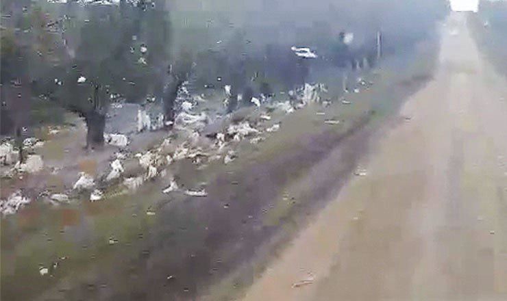 Обочины молдавских дорог превращаются в свалку полиэтиленовых пакетов.