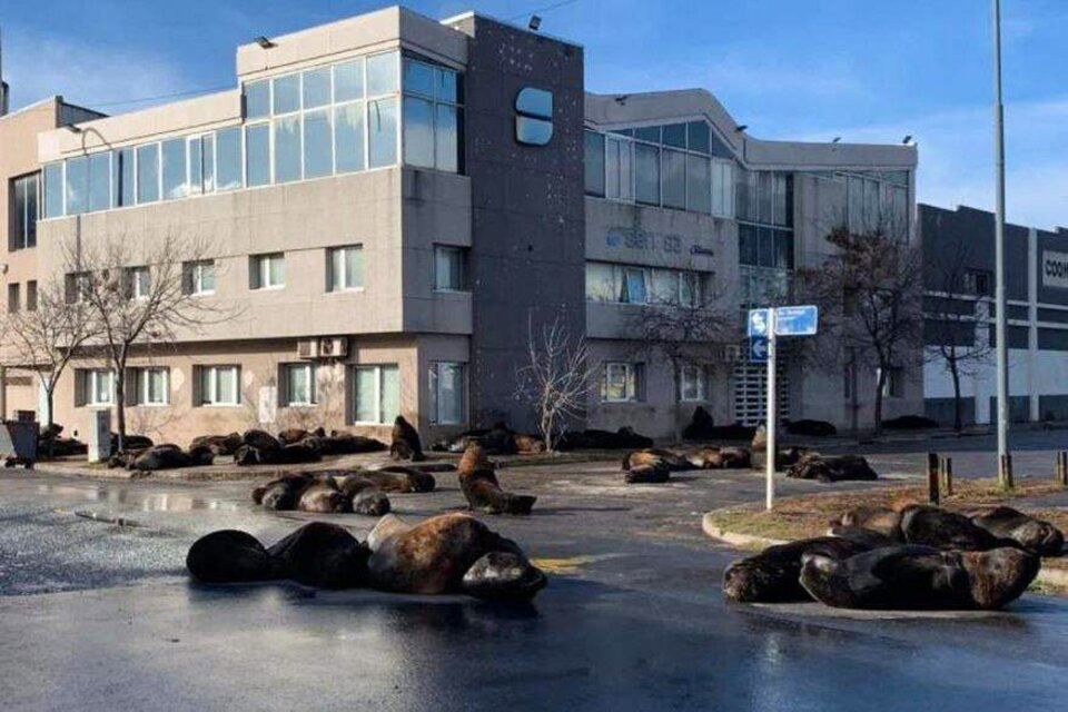 Аргентинский курорт подвергся нашествию морских львов.