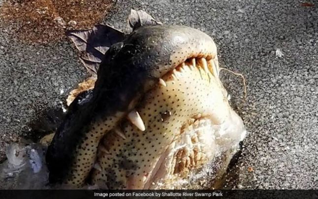 Aligatori blocaţi printre gheţuri, în Carolina de Nord