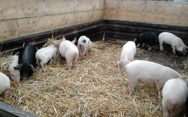 Moldovenii ar putea fi obligaţi să înregistreze animalele într-un registru de stat.