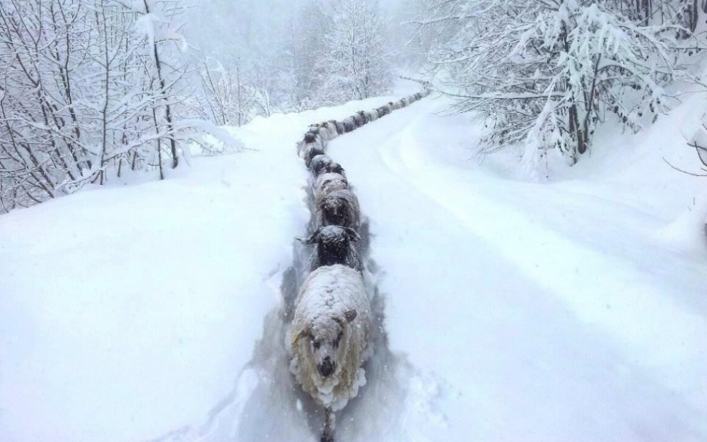 Oile din nordul ţării prevestesc o iarnă geroasă şi cu multă zăpadă. Foto: urbology.ro