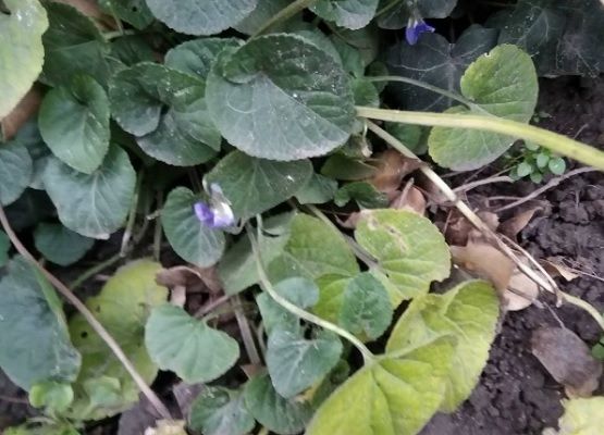 Minunăţie în Capitală: Au înflorit toporaşii la început de iarnă. Foto: protv.md