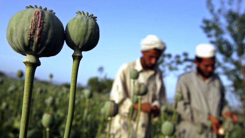 Recolta excepțională de circa 9.000 de tone de opiu în Afganistan.