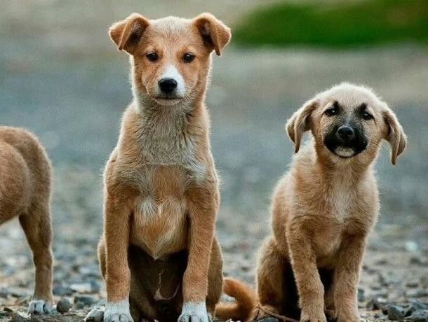 Бездомные собаки – одна из наболевших и давно нуждающихся в решении проблем столицы.