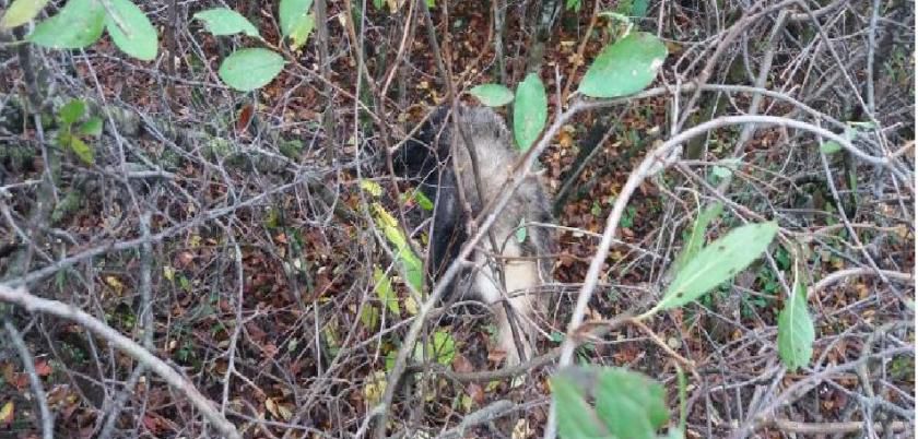 Cercetați penal, după ce au împușcat un bursuc în zona de frontieră. Foto: border.gov.md