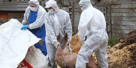 В Румынии выявлены новые вспышки африканской чумы свиней.