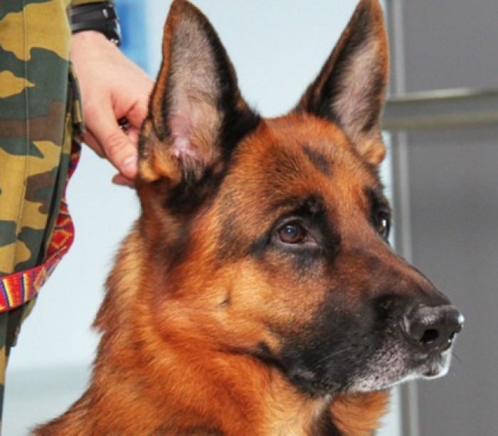 Patrupedul „Oscar” activează la frontiera de stat din 2010 și până în prezent are înregistrate zeci de rețineri a infractorilor frontierei de stat.