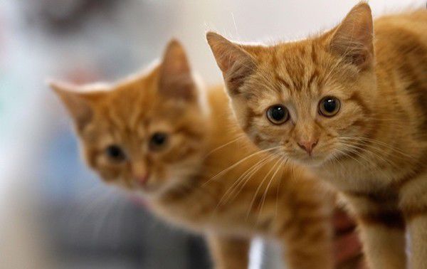 В ответ на обвинения ассоциации по защите животных, мужчина утверждает, что речь идет о несчастных случаях. Фото символ: rs.img.com.ua.