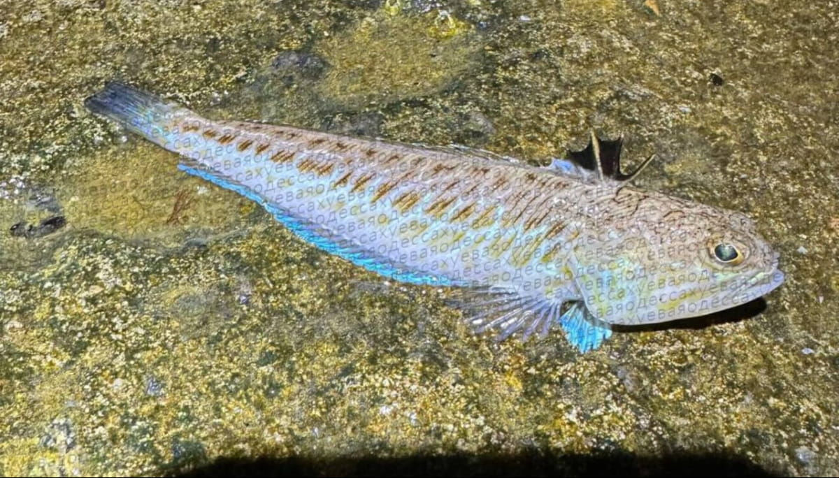 Un pește veninos, dragonul de mare, a fost observat în marea din apropierea Odesei.