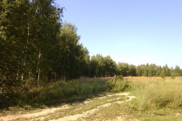 Территория лесных насаждений в Гагаузии занимает около 15 тысяч гектаров, и это пять процентов от общей территории региона.