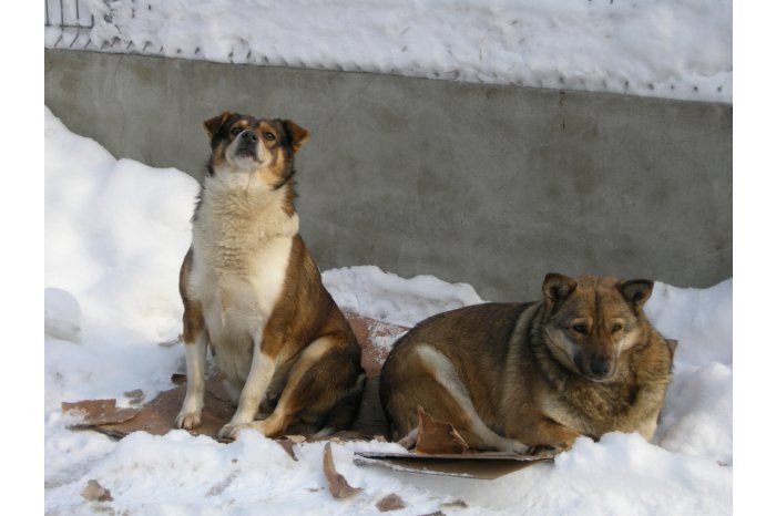 Primăria Comrat a alocat surse financiare pentru evacuarea maidanezilor din oraş.