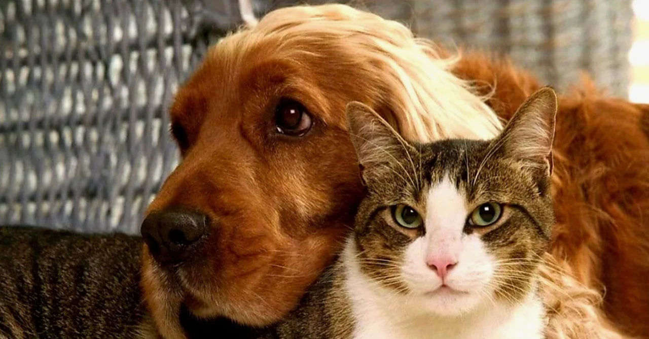  Studiu: Animalele de companie ajută la lupta împotriva demenței.
