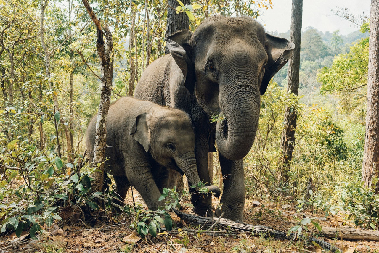 Sri Lanka a finalizat recensământul național al elefanților.