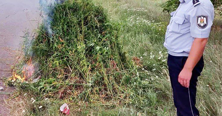 Полиция провела рейды по выявлению участков с коноплей в столице и пригородах.