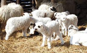 Carnea de miel va fi mai scumpă în acest an. Foto: husi.info