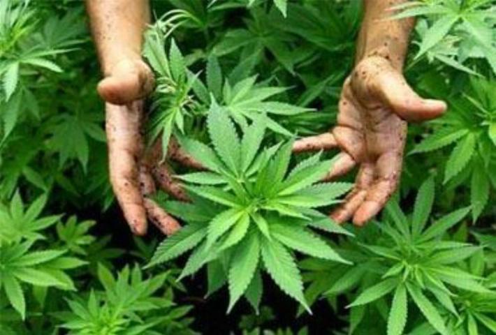 Согласно результатам исследования, в поддержку медицинской марихуаны выступает 61% республиканцев. Фото: lacronica.com.