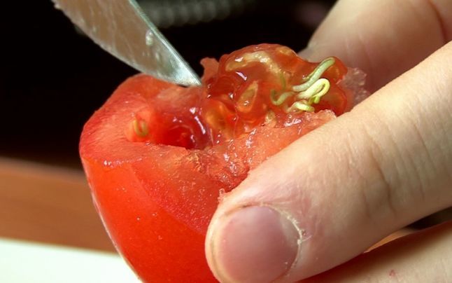 Specialiştii avertizează că tomatele cu seminţe încolţite încep să acumuleze solanină. 
