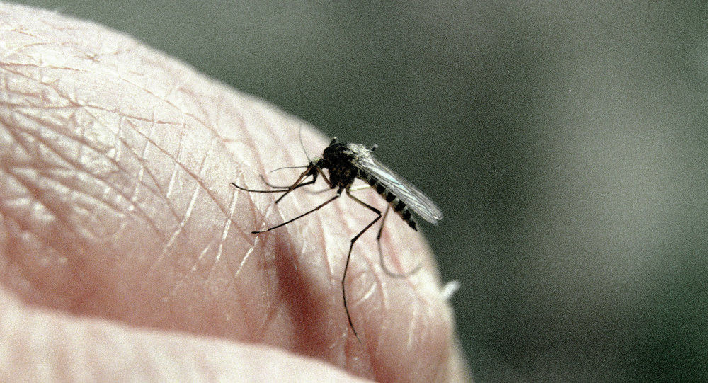 Un pensionar din judeţul Iaşi, România, a decedat din cauza virusul West Nile. Foto: Sputnik/ Олег Ласточкин