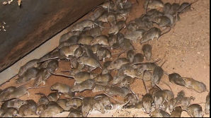 Șobolanii invadează apartamentele din Capitală. 