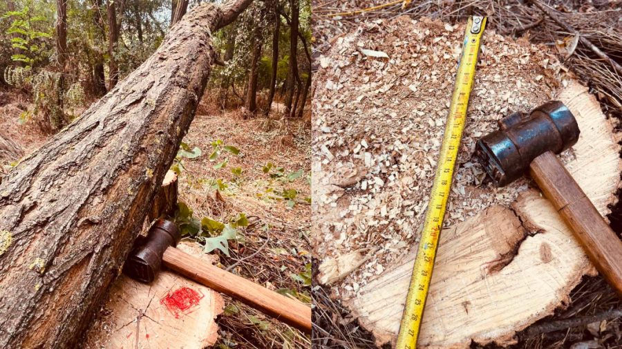 В Криулянах незаконно вырубили деревья: ущерб превысил 52 тысячи леев.