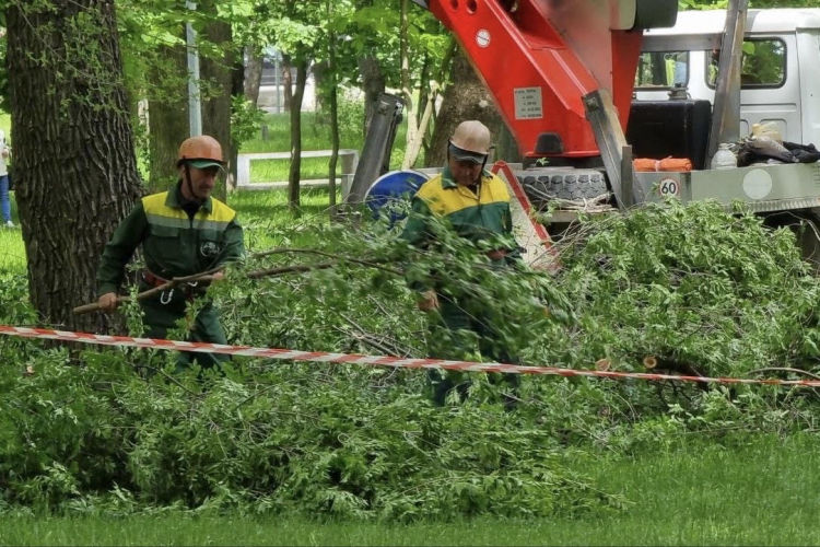 В Кишиневе проводятся работы по вырубке и очистке сухих деревьев.