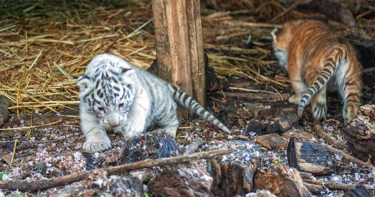 Animalele aduse la grădinile zoologice din Moldova vor fi incluse într-un registru electronic.