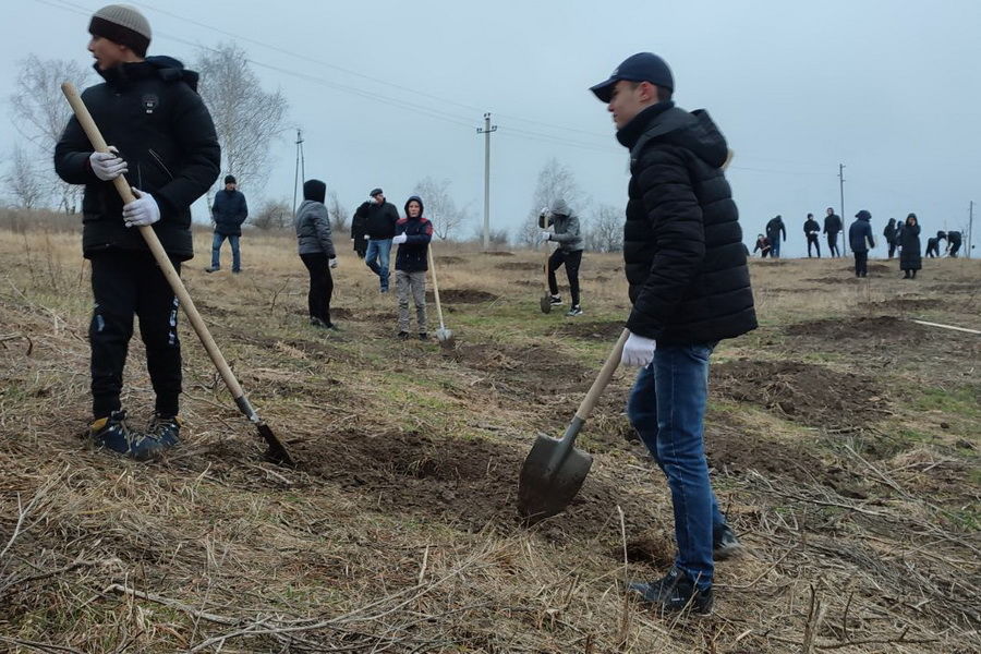 В Комрате молодежь высадила почти 200 молодых деревьев.
