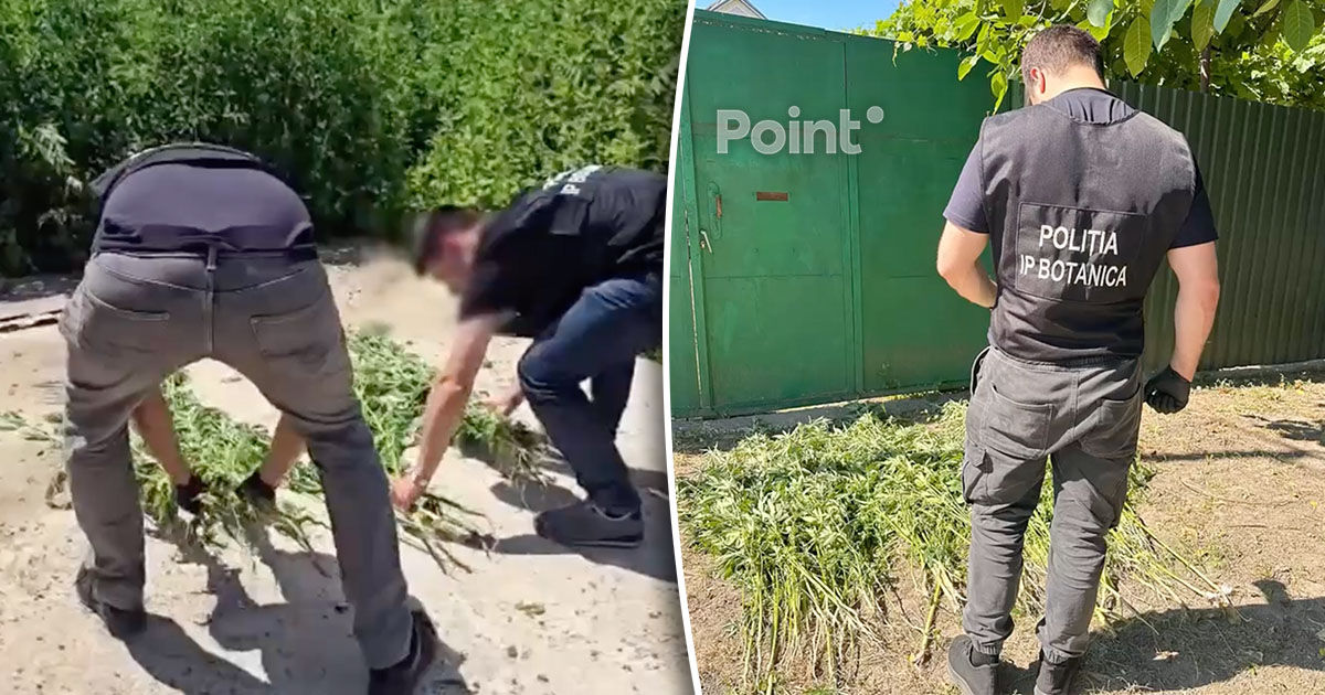 Cinci cazuri de cultivare ilegală a plantelor cu conținut narcotic, depistate în Capitală.