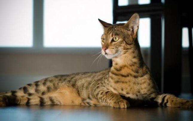 Ashera, rasa de pisică cea mai scumpă din lume. Foto: AnimalWised 