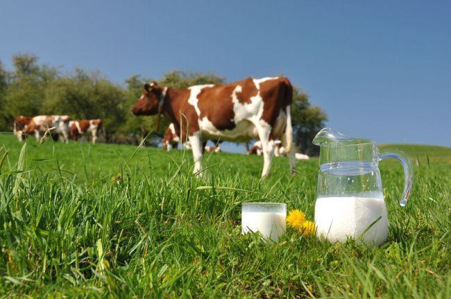 В отношении иностранной молочной продукции будут введены временные пошлины.