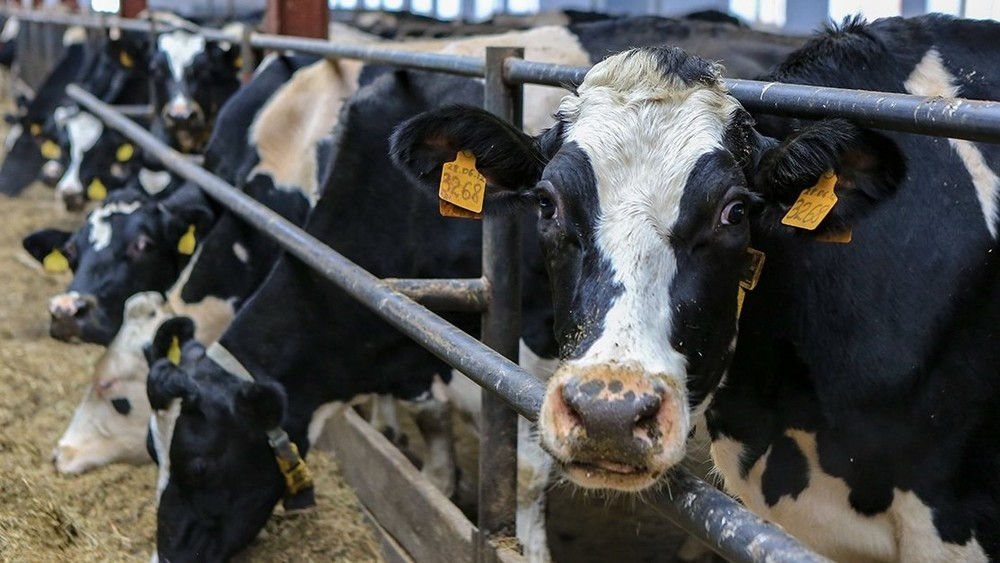 Fermierii solicită de la stat 48 milioane de lei pentru creșterea animalelor.