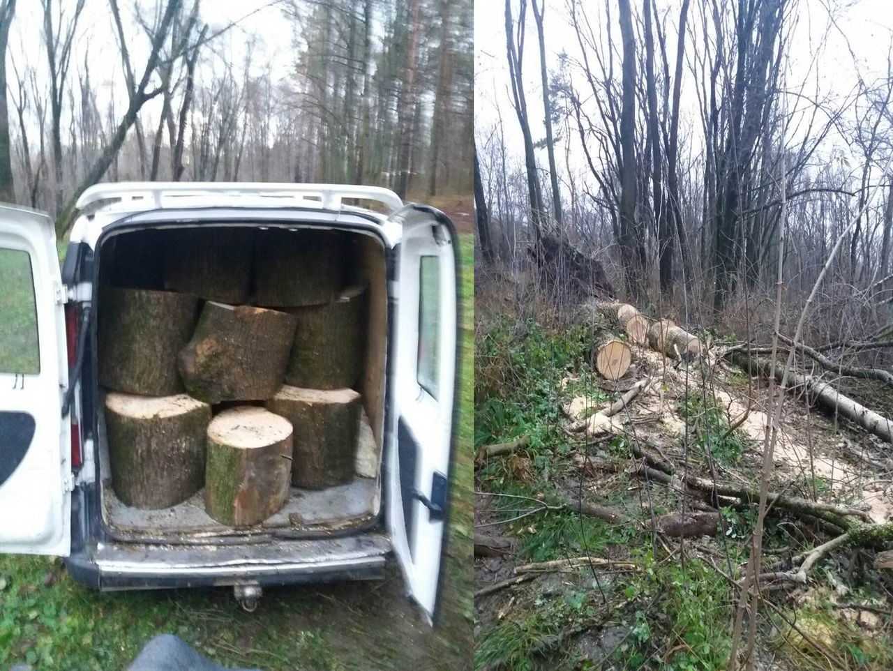 Reţinut în momentul defrişării unui copac într-un parc din Capitală