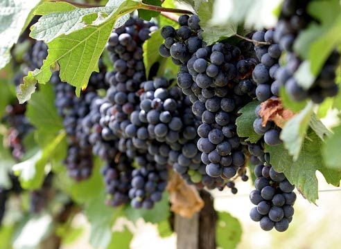 Урожайность винограда в среднем составит 4,5 т/га.