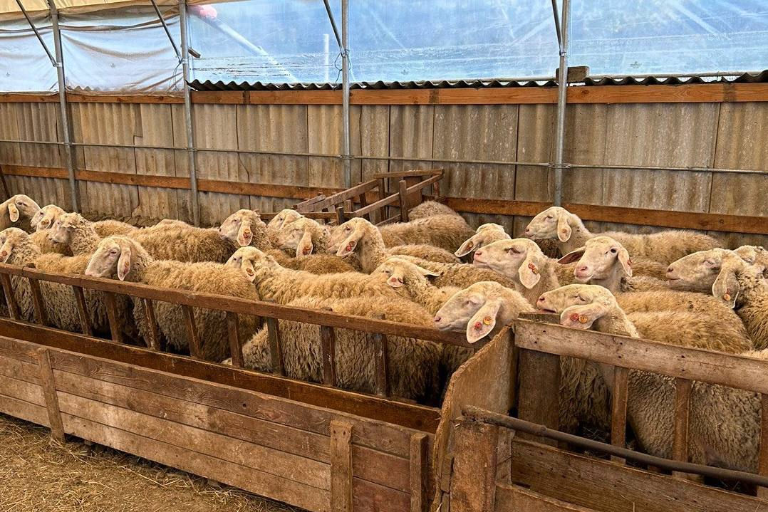 Crescătorii de oi și capre pot solicita plăți per cap de animal până pe 5 august.