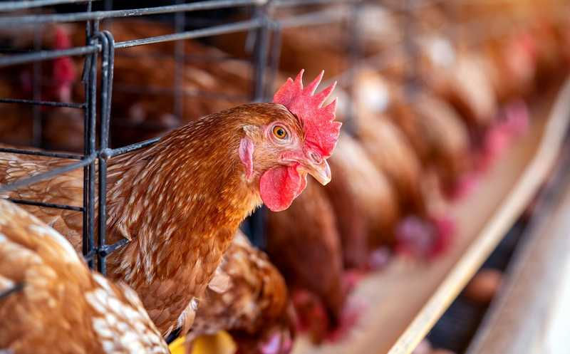 Агентство по безопасности пищевых продуктов выплачивает компенсации владельцам, чьи птицы погибли от птичьего гриппа.