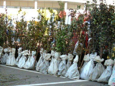 В начале августа Россельхознадзор запретил импорт из Молдовы почти 20 тонн слив.