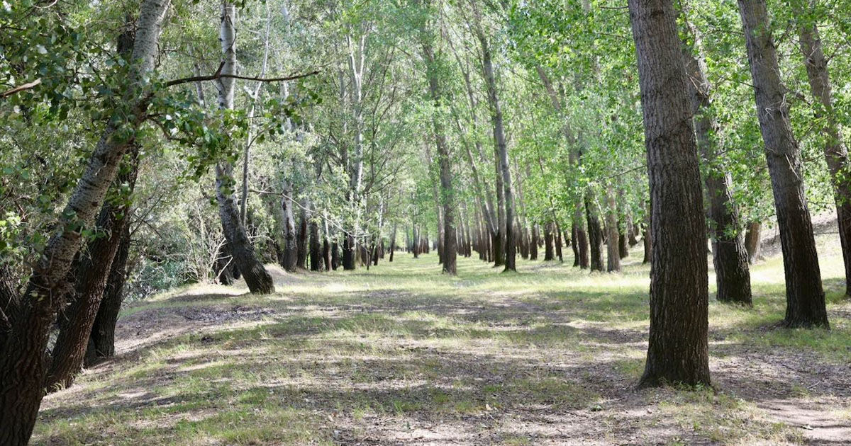 Moldova va demara procesul de realizare a Inventarului Forestier Național în 2026.