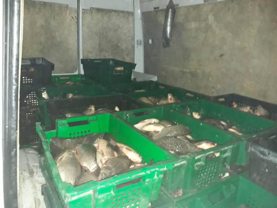 Jumătate de tonă de pește transportat fără acte, depistat în trafic. Foto: INP
