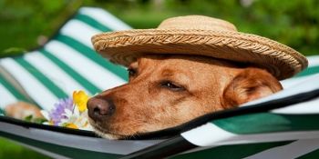 Animalele de companie suferă la fel de mult ca şi oamenii la temperaturi extreme. 