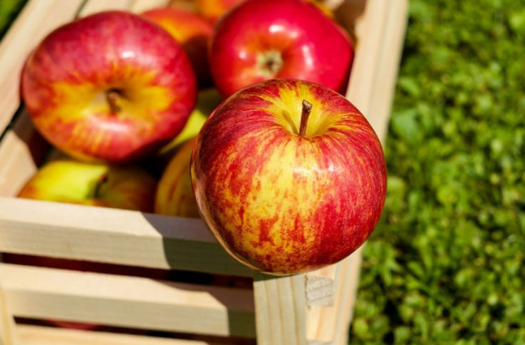 RM lider în ceea ce privește ritmul de creștere a prețurilor la mere