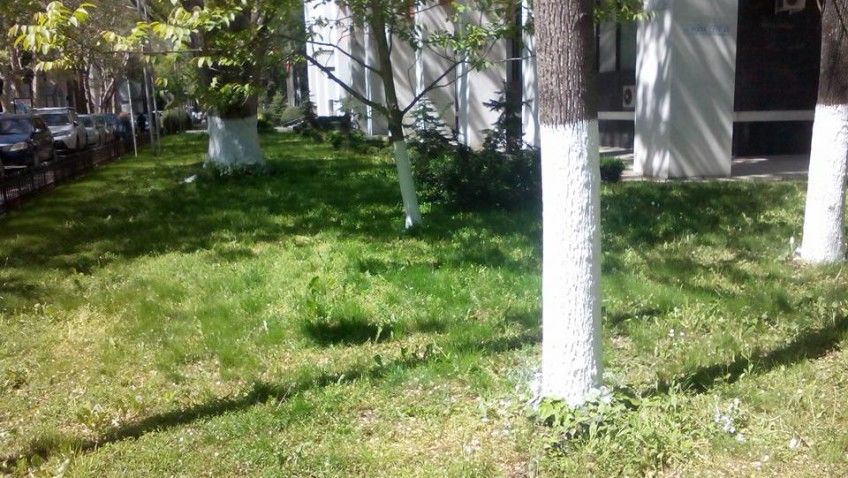Direcția informează că municipalitatea a renunțat la practica de văruire a arborilor de pe domeniul public.