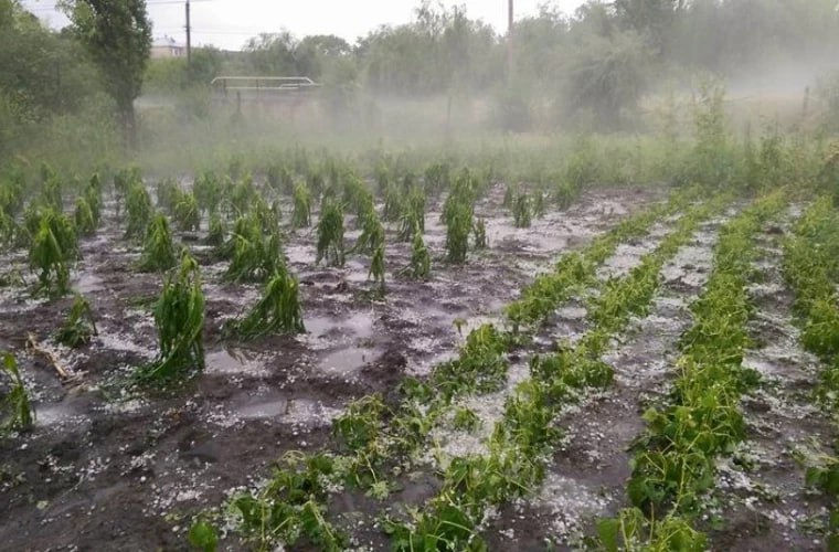 В результате ливней пострадали гектары садов, виноградников и сельхозугодий.