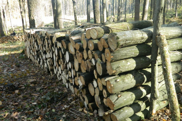 Moldsilva anunță prețul la lemnul de foc: Cât va costa în acest an