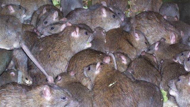 На углу улицы жители кормят голубей, и поэтому там могут быть и грызуны.