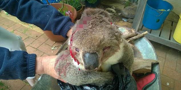 Inuman: Ursuleț koala cu urechile tăiate, lăsat să moară pe marginea drumului